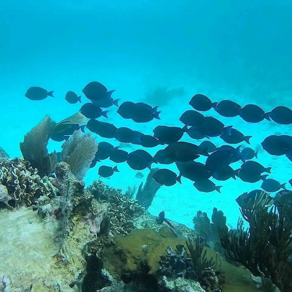 School of fish swimming over Mahahual coral reef